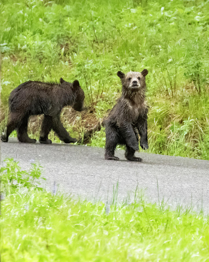 Not Following Moms Lead Photograph by Belinda Greb