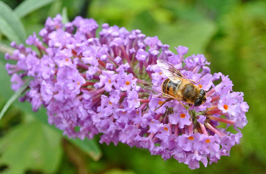 Not Just A Butterfly Bush Photograph by Lynne Iddon - Fine Art America