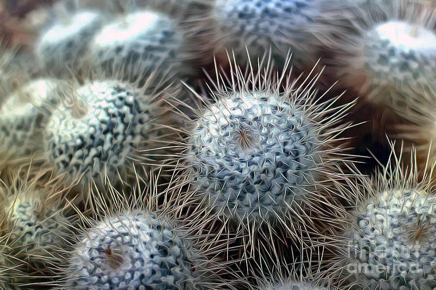 Not So Cuddly Cacti Photograph by Sea Change Vibes