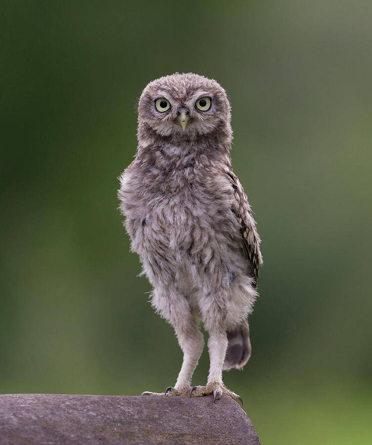Not So Little Owl Photograph by Pete Walkden
