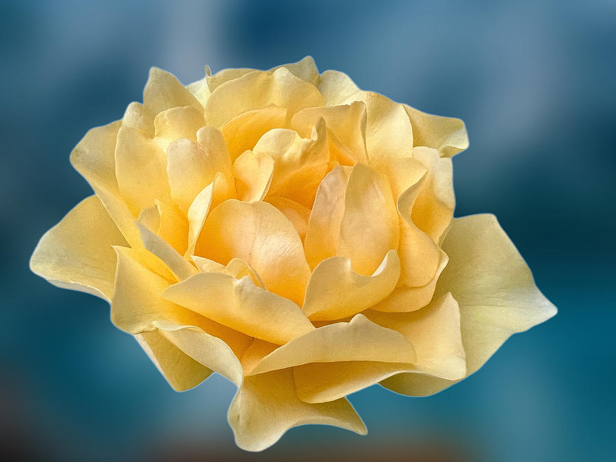 Not the Yellow Rose of Texas Photograph by Diane Lindon Coy