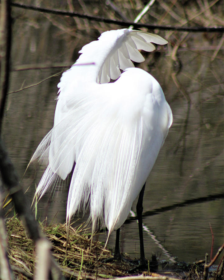 Nothing but Feathers Photograph by On The Go Candace Daniels - Fine Art ...