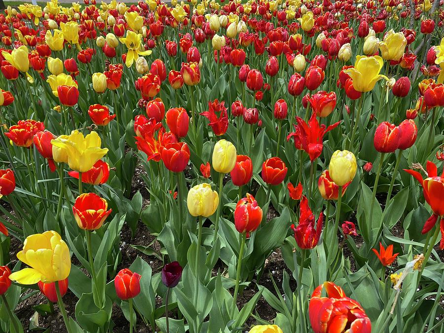 Nothing but tulips 2 Photograph by Kenneth Summers - Fine Art America