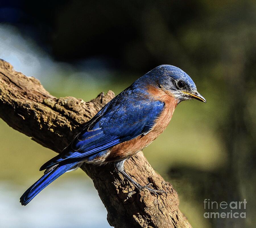 Nothing Prettier Than A Male Eastern Bluebird Photograph