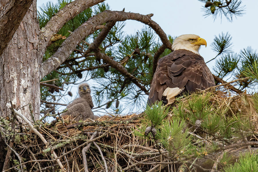 Nothing to do but wait for mom. Photograph by Cheryl Binnall | Fine Art ...