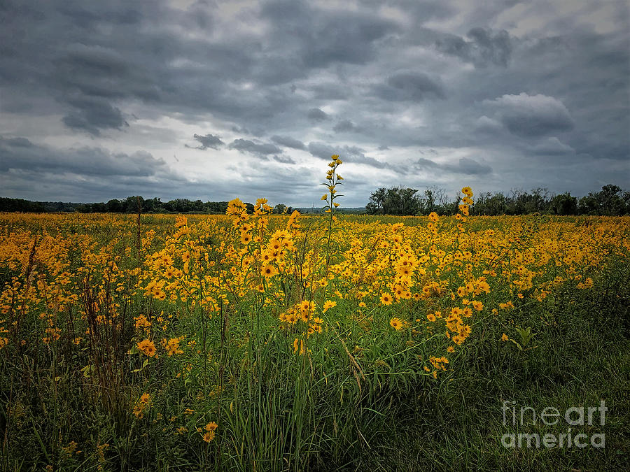 Nothing Will Brighten A Cloudy Day More Than A Sunflower Field Photograph by Kathy M Krause
