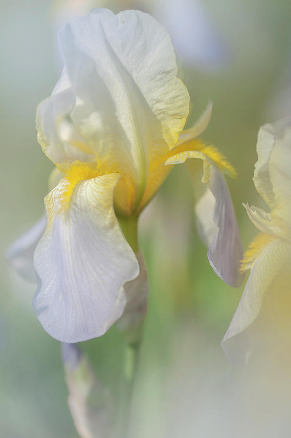 Nothung 1.The Beauty Of Irises Photograph by Jenny Rainbow