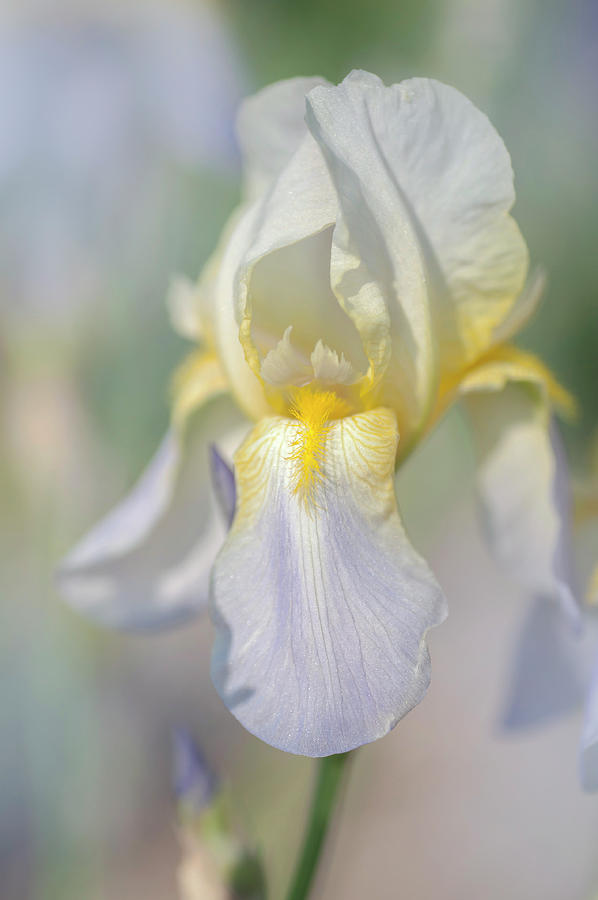 Nothung 2. The Beauty Of Irises Photograph by Jenny Rainbow