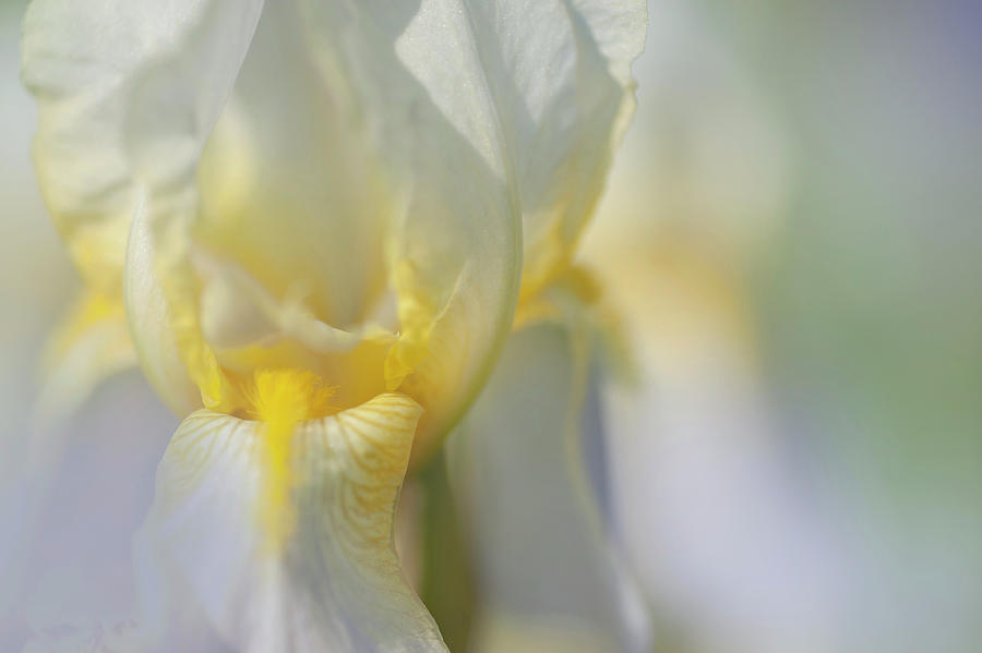 Nothung Macro. The Beauty Of Irises Photograph by Jenny Rainbow
