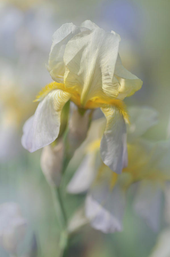 Nothung. The Beauty Of Irises Photograph by Jenny Rainbow