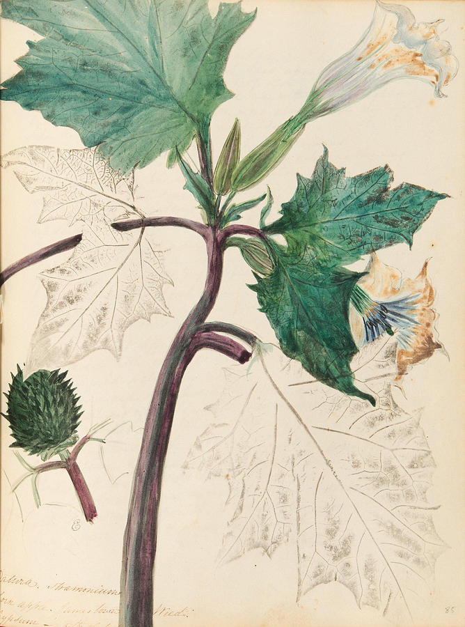 Nourse Family Sketchbook Jimsonweed Painting by Nourse Family - Fine ...