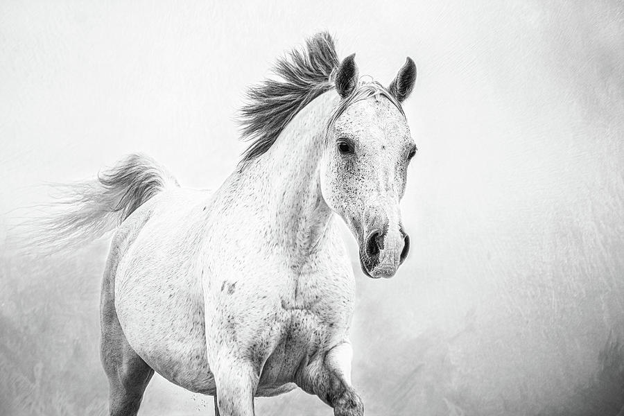 Novalie III - Horse Art Photograph by Lisa Saint