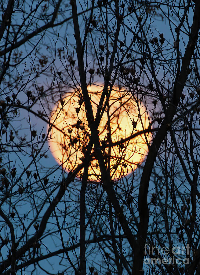 November Beaver Moon  Photograph by Chris Scroggins