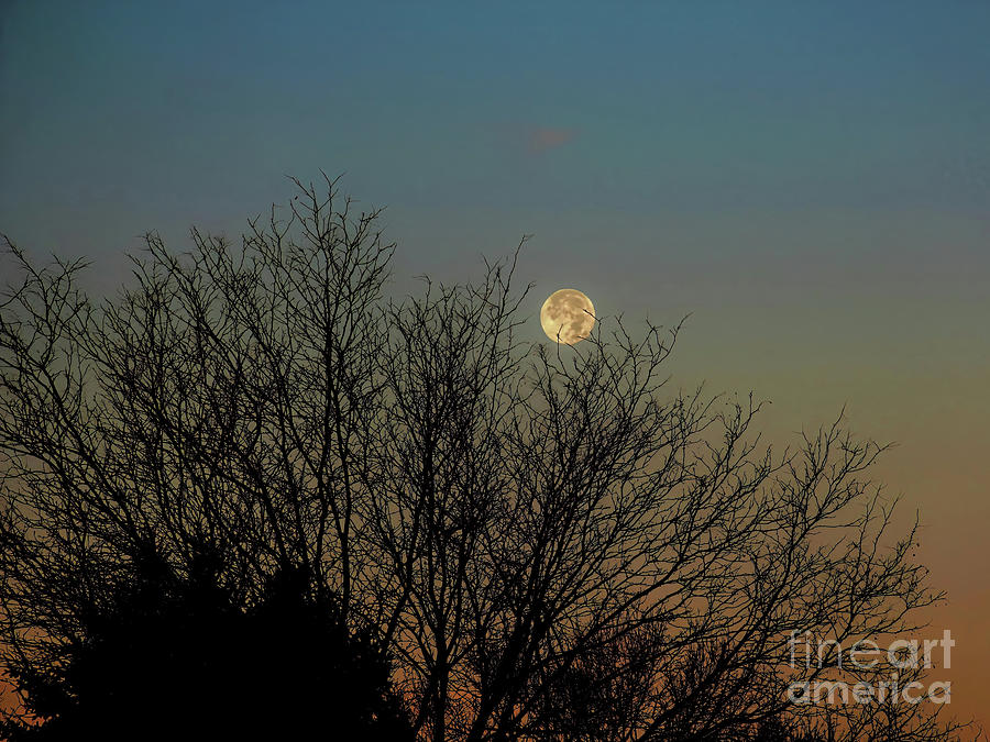 November Beaver Moon Photograph by Jon Burch Photography