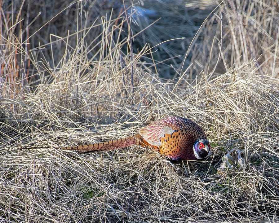 November Bird Photograph by Dan Kinghorn - Fine Art America