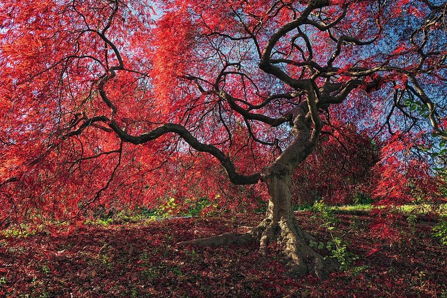 November Color Photograph by Robert Fawcett