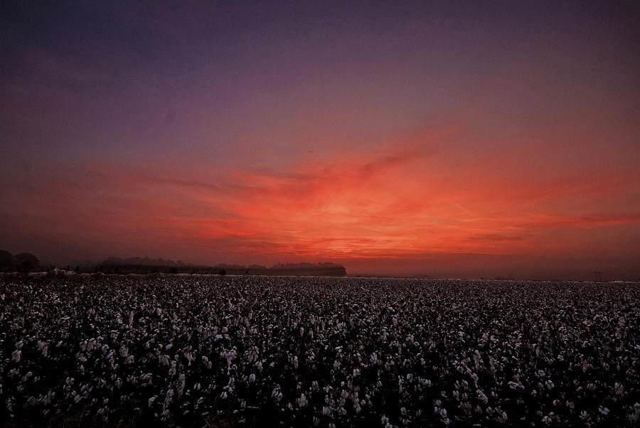 Farm Photograph - November Cotton by John Harding Photography