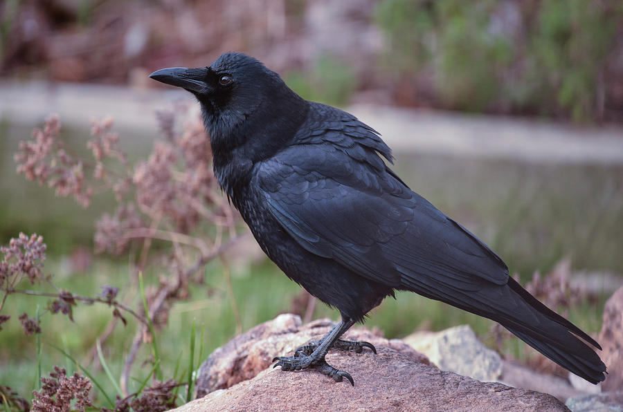 November Crow Photograph by Rae Ann  M Garrett