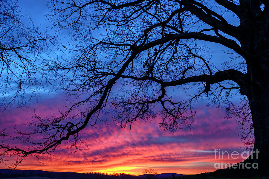 November Dawn under an  Oak Photograph by Thomas R Fletcher