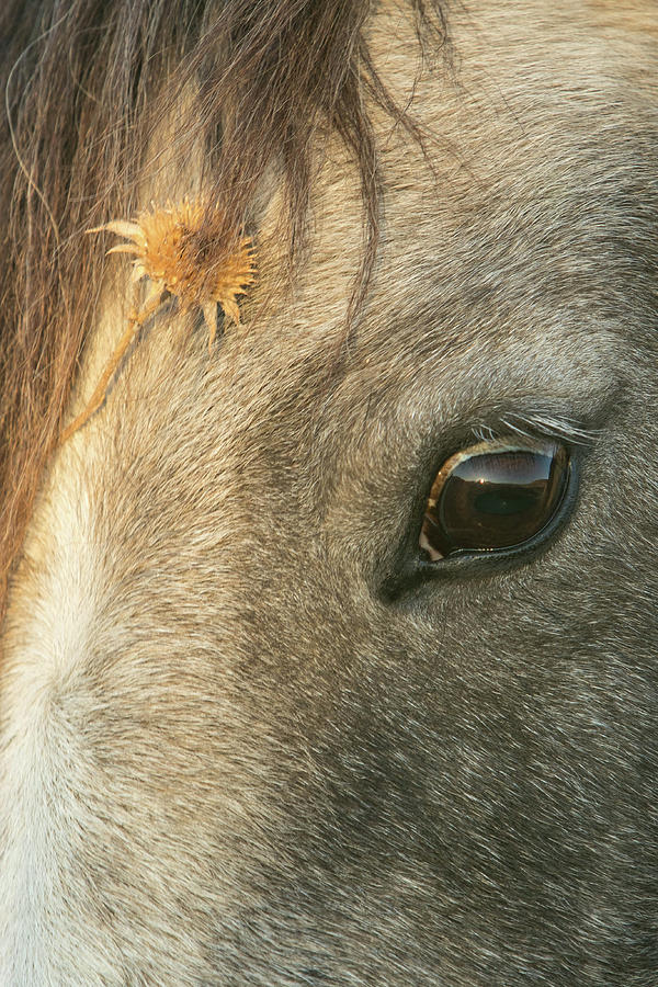 November Foal Photograph by Kent Keller
