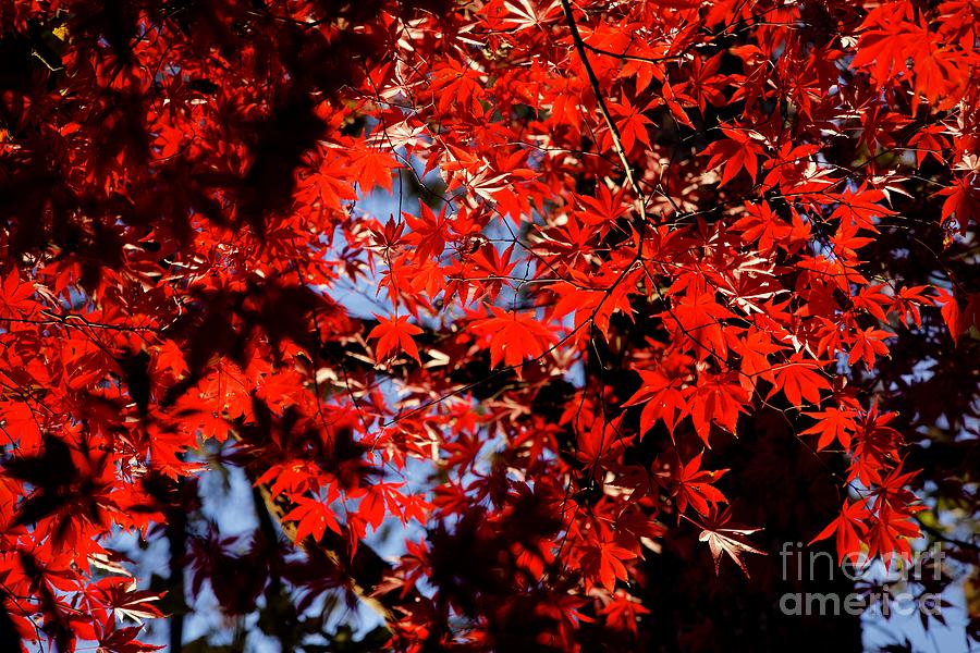 November Foliage Photograph by Lara Morrison