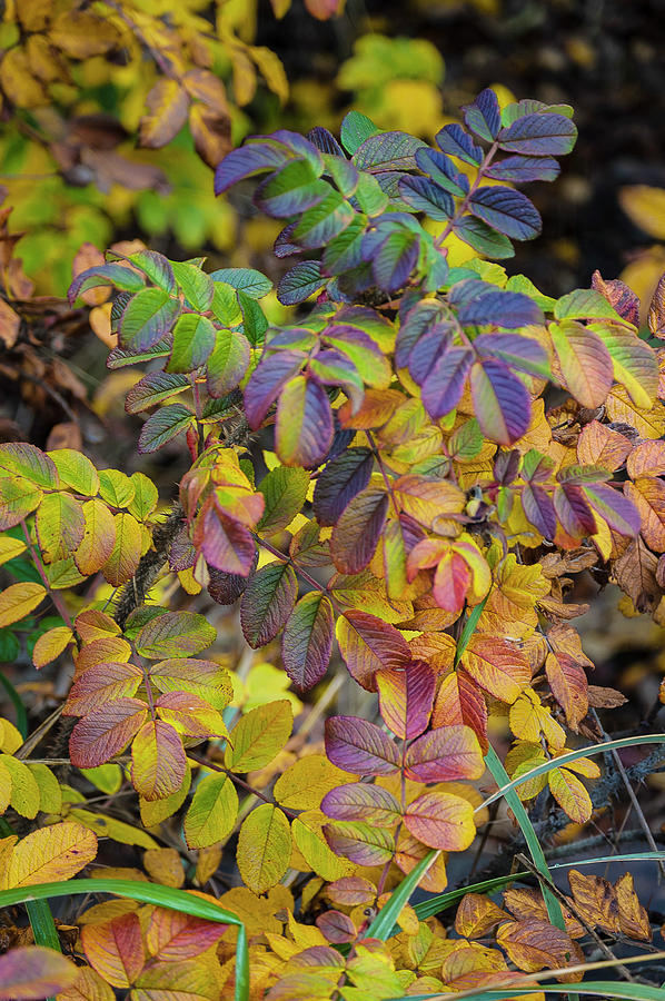 Fall Photograph - November Foliage by Tom Trimbath
