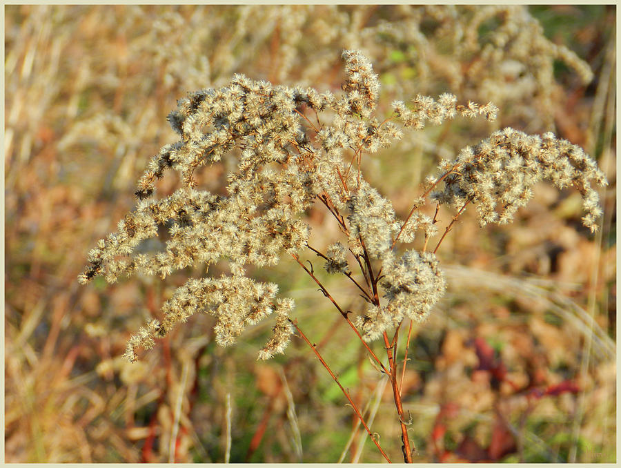 November Goldenrod Close and Personal Photograph by Lise Winne