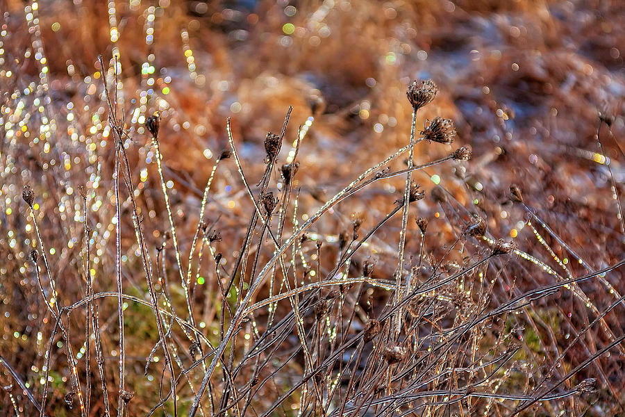 November icy weeds Photograph by Tatiana Travelways