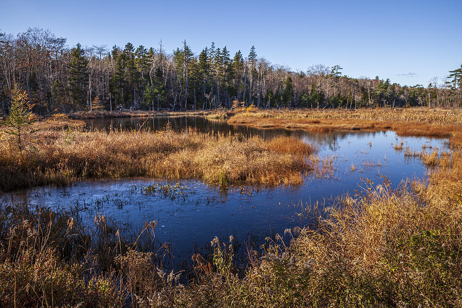 November Marsh at the bottom end of Washmill Lake Photograph by Irwin Barrett