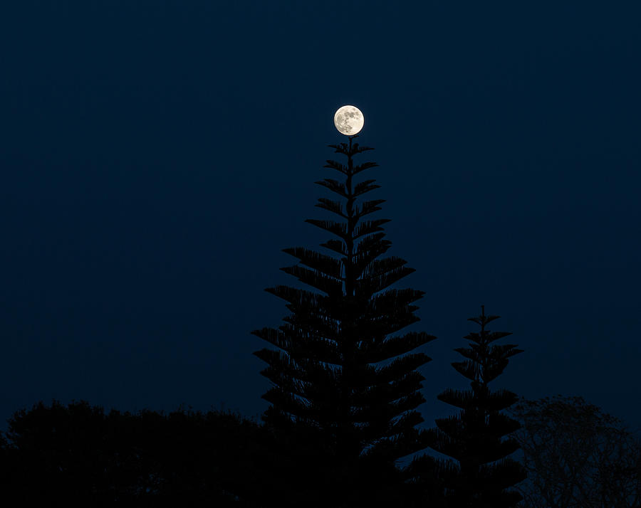 November Moon Rising Photograph