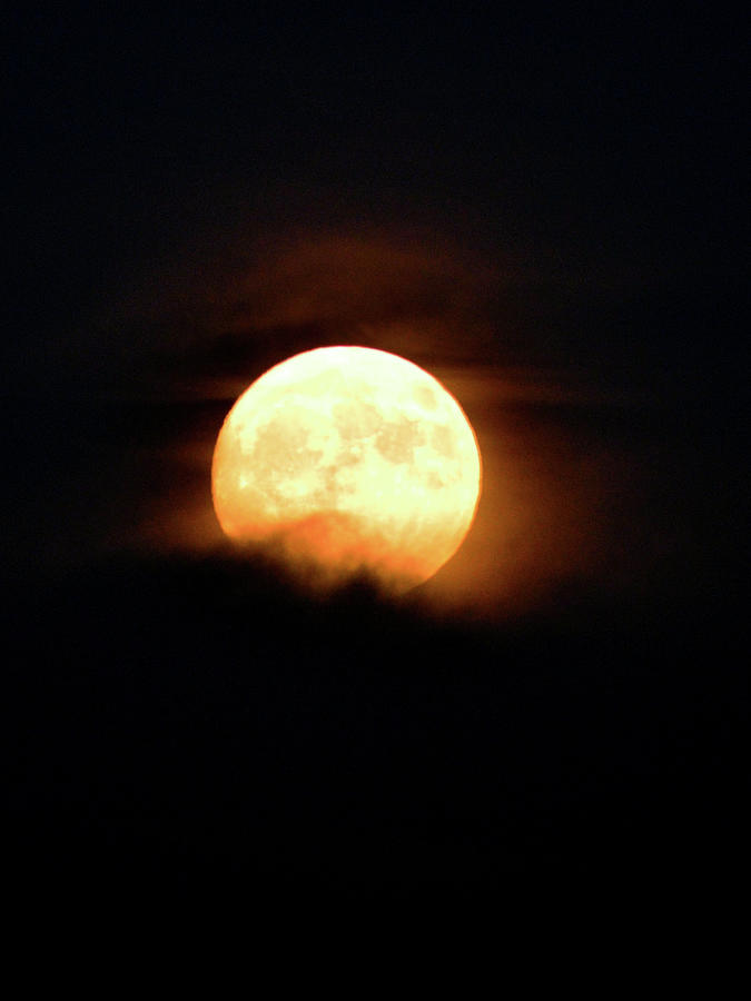 November Moon Photograph by Susie Loechler