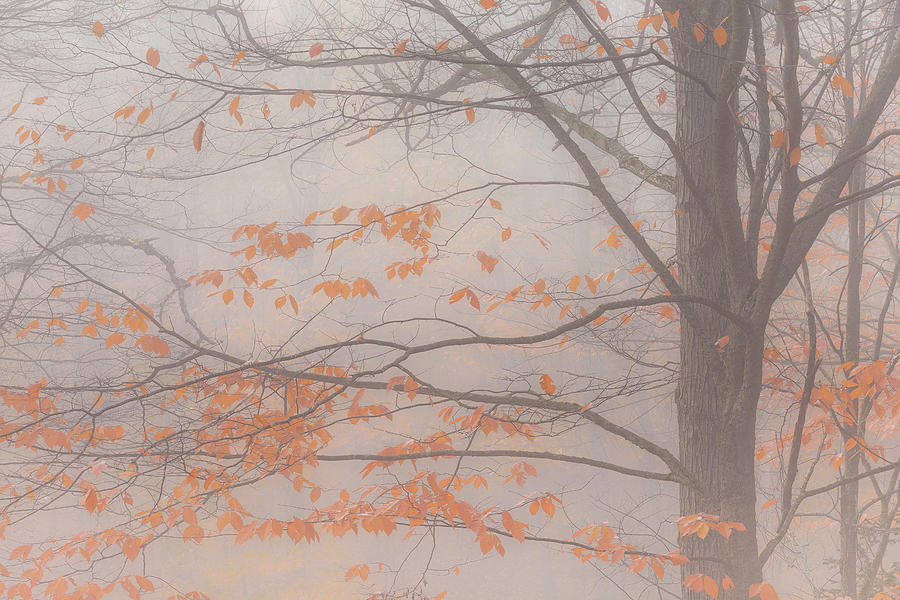 November Morning Fog Photograph by Alan L Graham