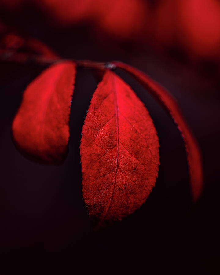 November Red Photograph by Rich Kovach