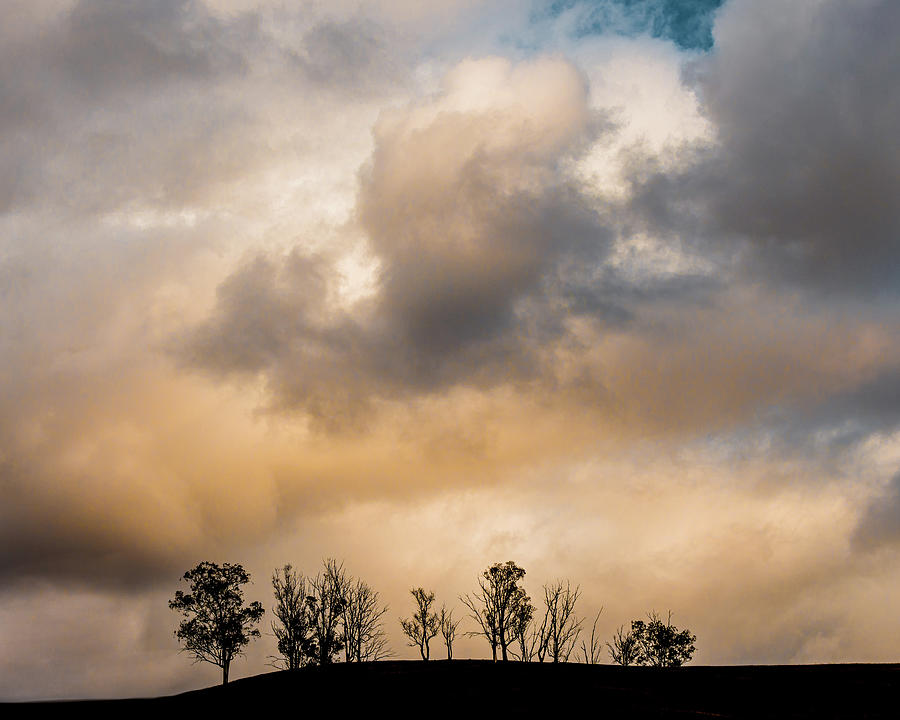 Tree Photograph - November Skies by Joseph Smith