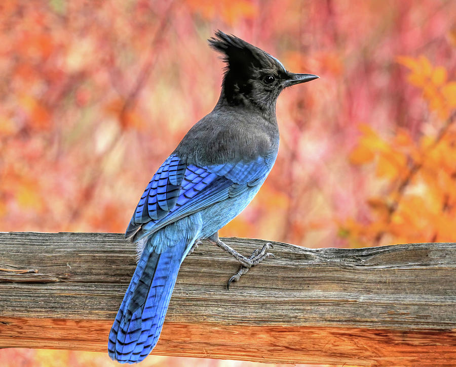 November Stellers Jay Photograph by Donna Kennedy