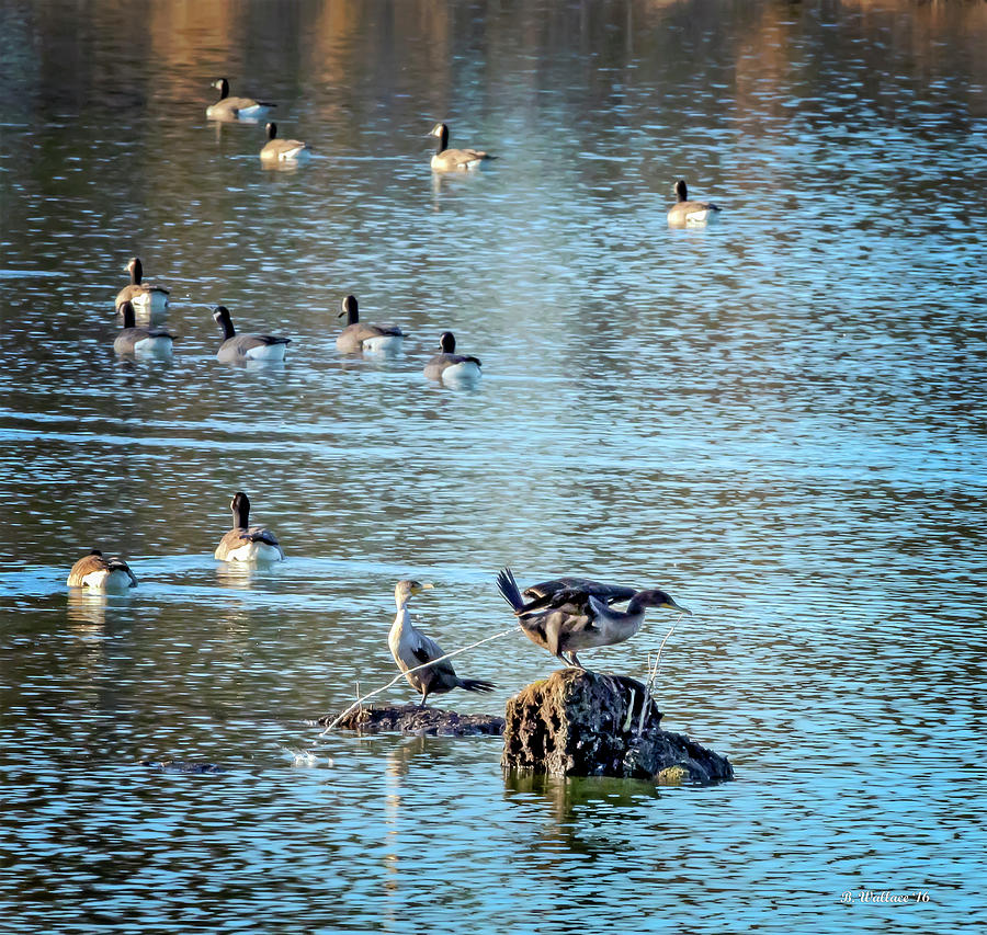 Geese Photograph - Now Streaming On The Nature Channel by Brian Wallace