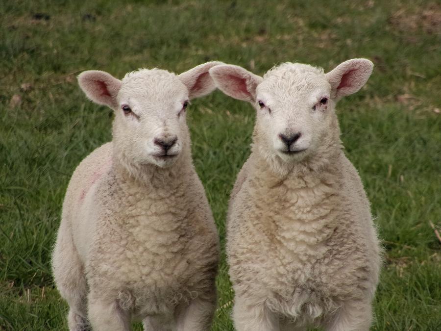 Now who's looking sheepish Photograph by Rob Dave - Fine Art America