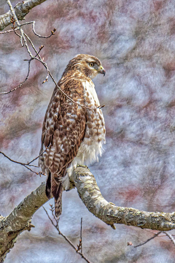 Noyack Red Tailed Hawk 2 Photograph by Donald Lanham - Fine Art America