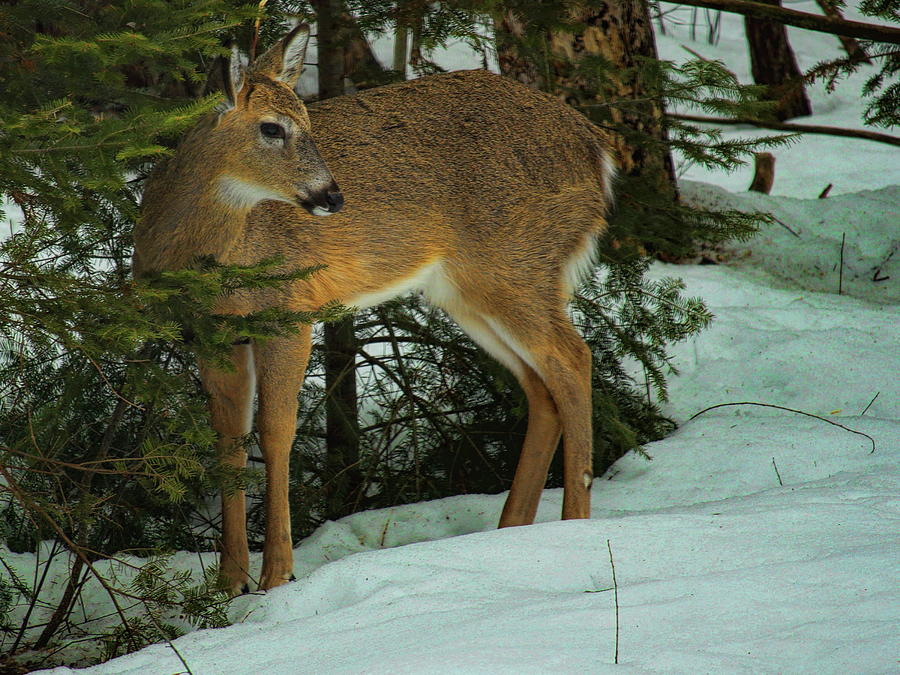 Nubbin Buck Out From Under The Pine Photograph by Dale Kauzlaric