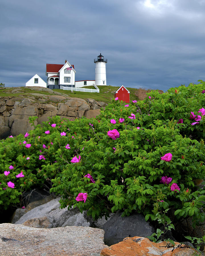 Nubble Light and Roses Photograph by Harry Moulton