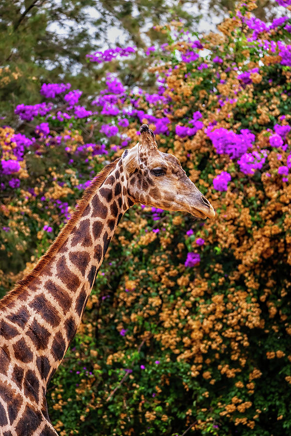Nubian Giraffe Portrait Photograph by Artur Bogacki
