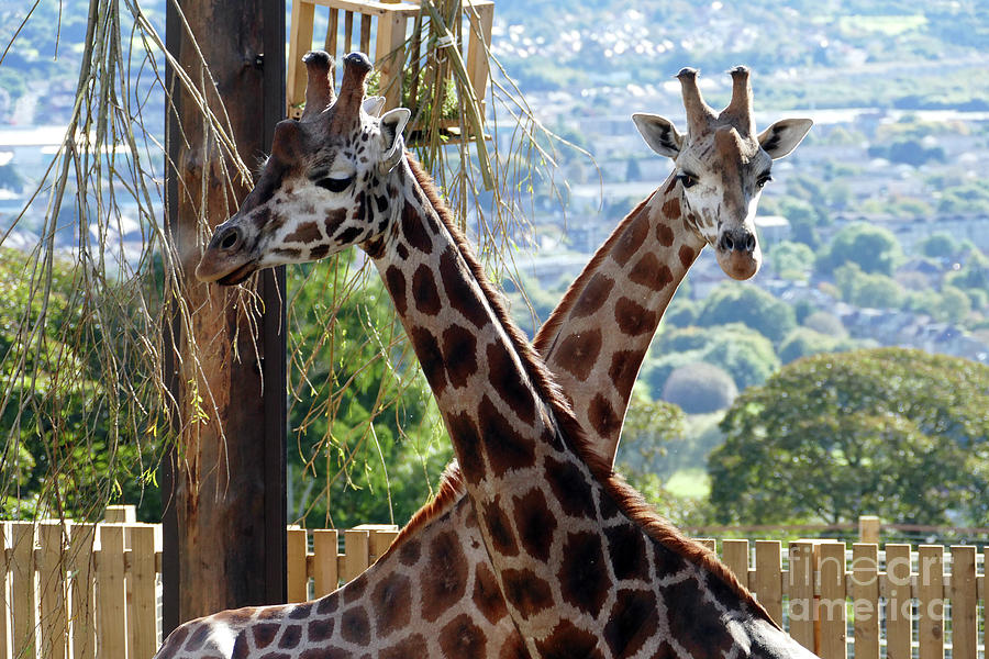 Nubian giraffes  Photograph by Phil Banks