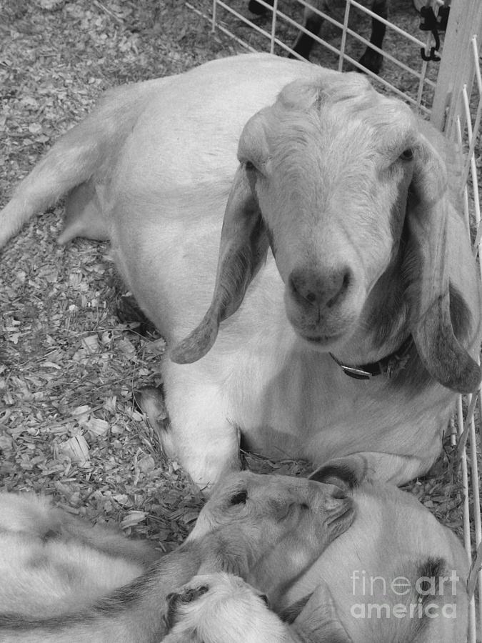 Nubian Goat Photograph - Nubian Goat and Kids BW by Connie Fox