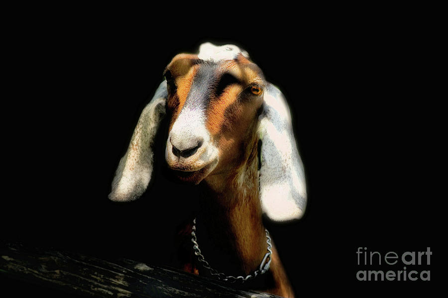Nubian Goat  Photograph by Elaine Manley