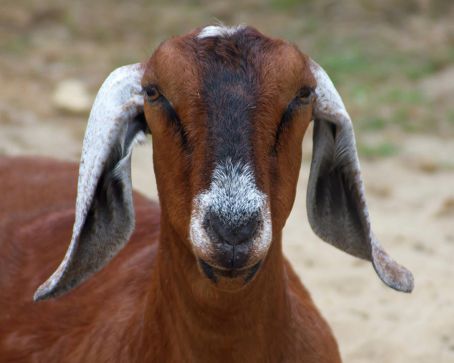 Nubian Goat - George Photograph by Flinn Hackett