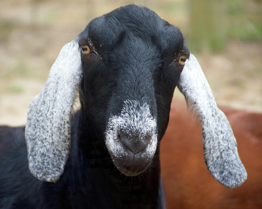 Nubian Goat - Henry Photograph by Flinn Hackett