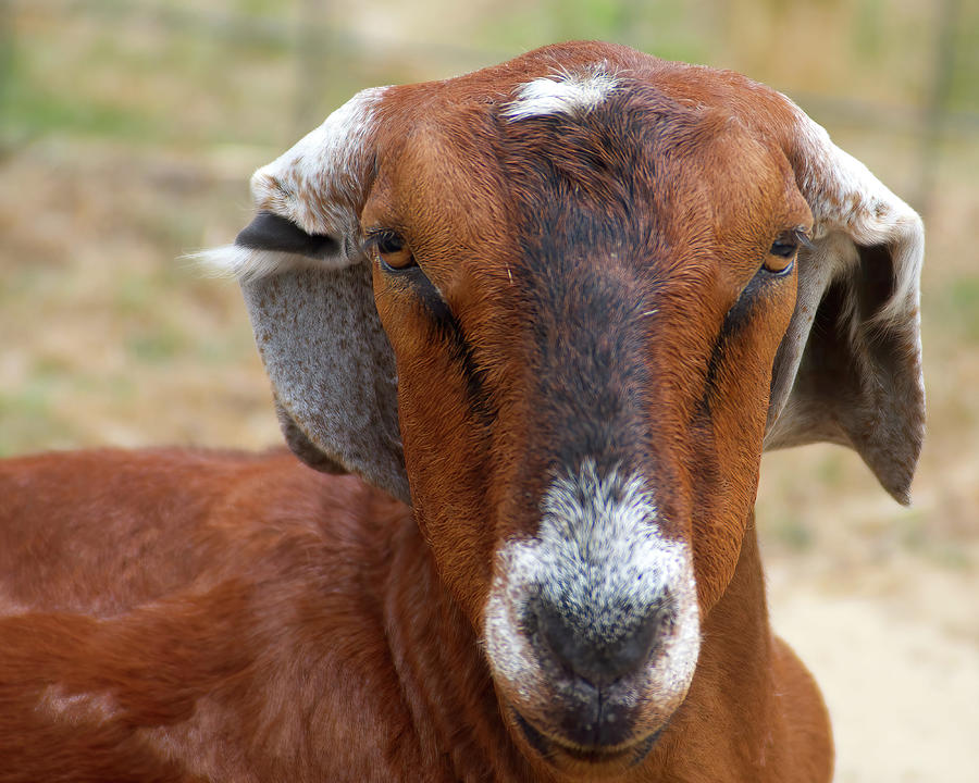 Nubian Goat - The Look from George Photograph by Flinn Hackett