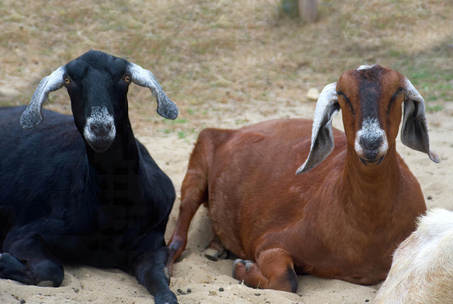 Nubian Goats - Henry and George Photograph by Flinn Hackett