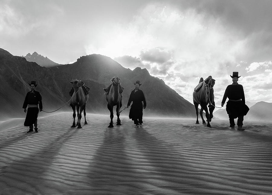 Nubra Valley camels Photograph by Murray Rudd