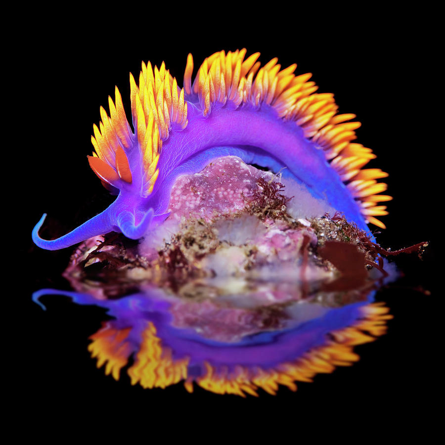 Nature Photograph - Nudibranch reflection  by Antonio Busiello